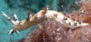 Photo: O. Lederman; see note in Sea Slug Forum
